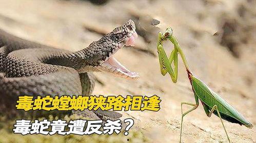 螳螂捕蛇视频
