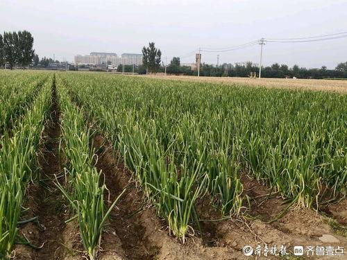 章丘大葱种植技术视频,全程解析与实操技巧