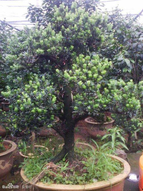 罗汉松嫁接视频,视频教程助你轻松掌握