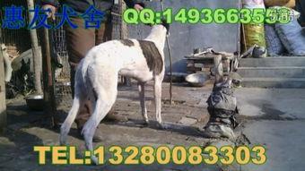 格力狗逮兔子视频,一场精彩的追逐战