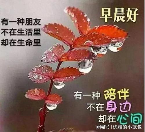 早上祝福视频