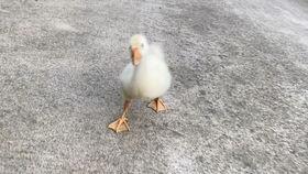 小鸭视频大全,萌趣鸭宝欢乐时光