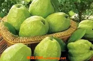 番石榴怎么吃视频,视频教你轻松解锁健康美味