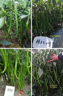 线椒种植视频,从播种到收获的实用教程