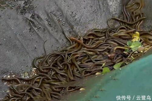 网箱养殖黄鳝视频