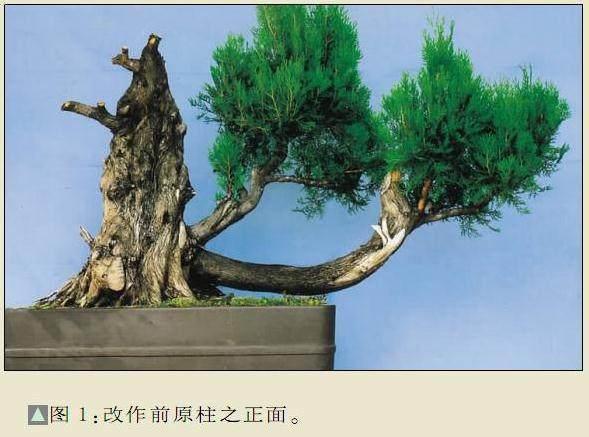 侧柏盆景制作视频,从选材到成景的完整教程