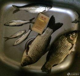 化氏龙纹鲤旗舰版视频,揭秘钓鱼新境界