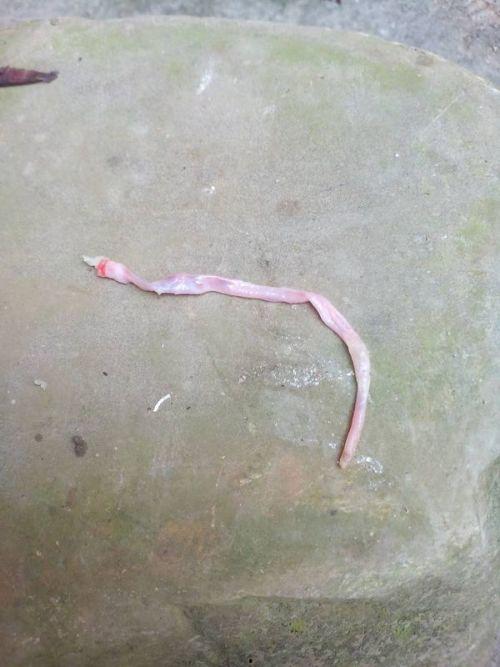 猪肉寄生虫视频,视频揭示食品安全隐患