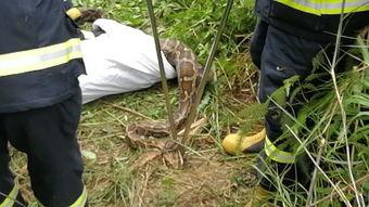 大蟒蛇视频吃人,大蟒蛇视频揭秘神秘食人生涯